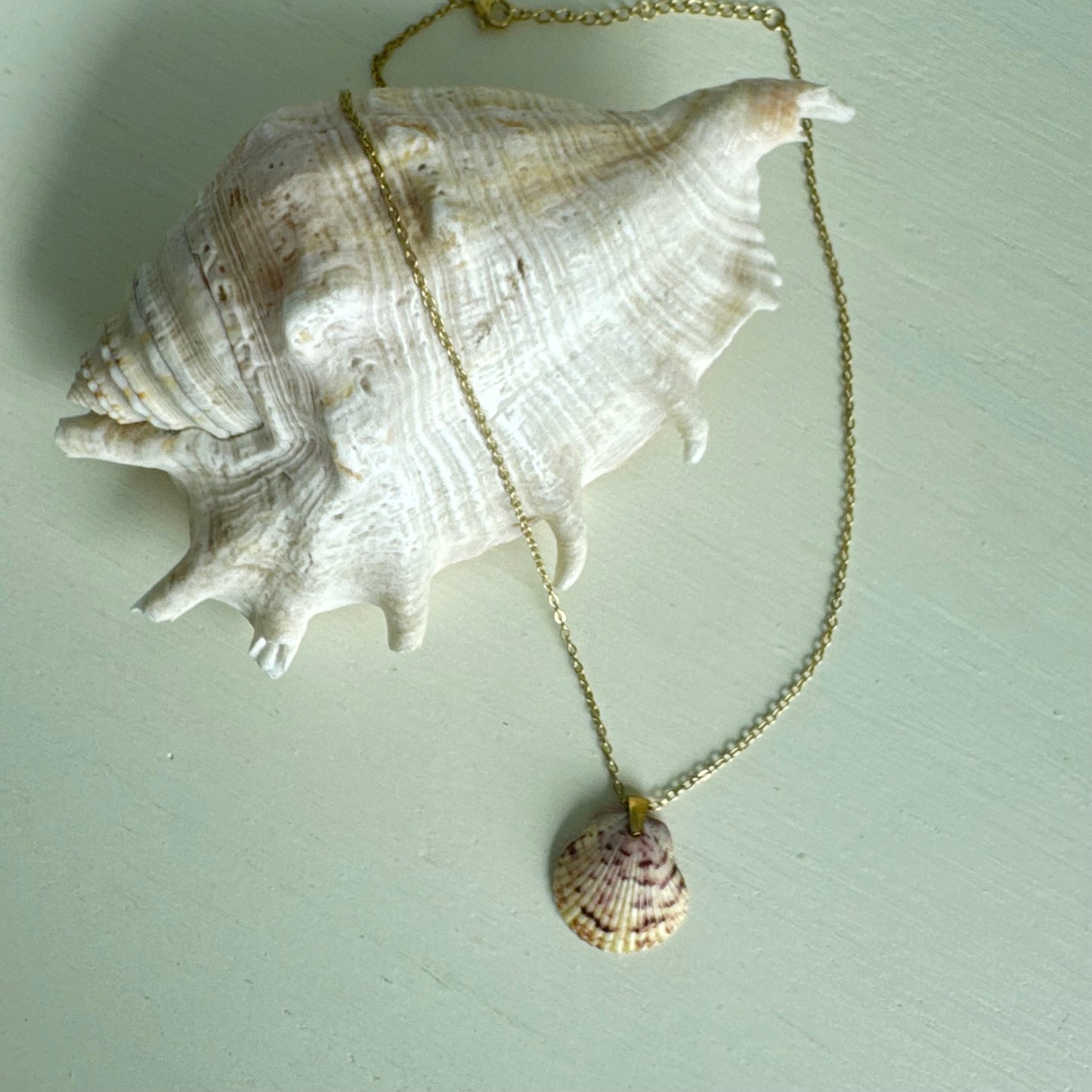 Pass-a-grille shell necklace / Shell + Stone