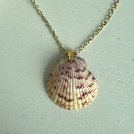 Pass-a-grille shell necklace / Shell + Stone