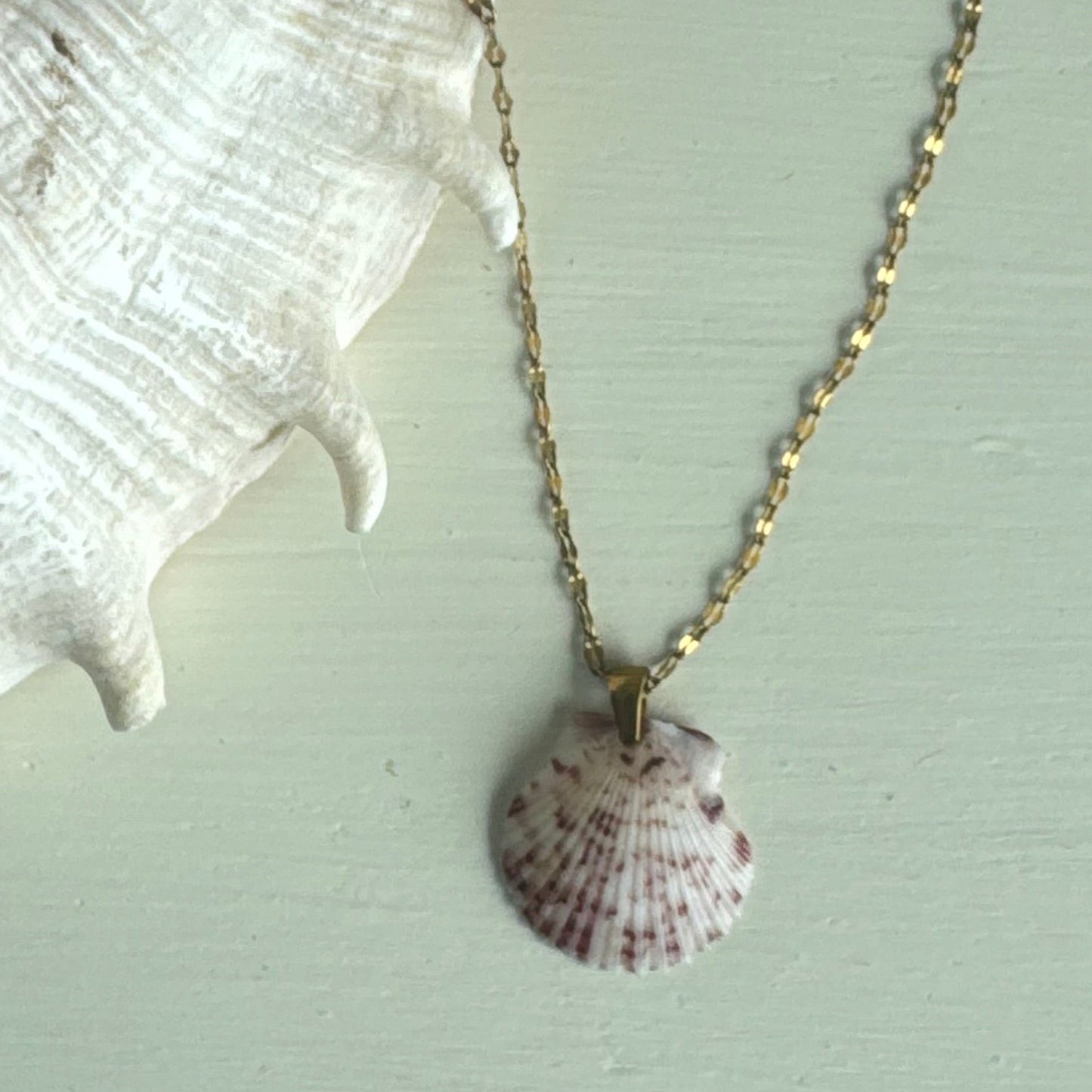 Pass-a-grille shell necklace / shell + stone